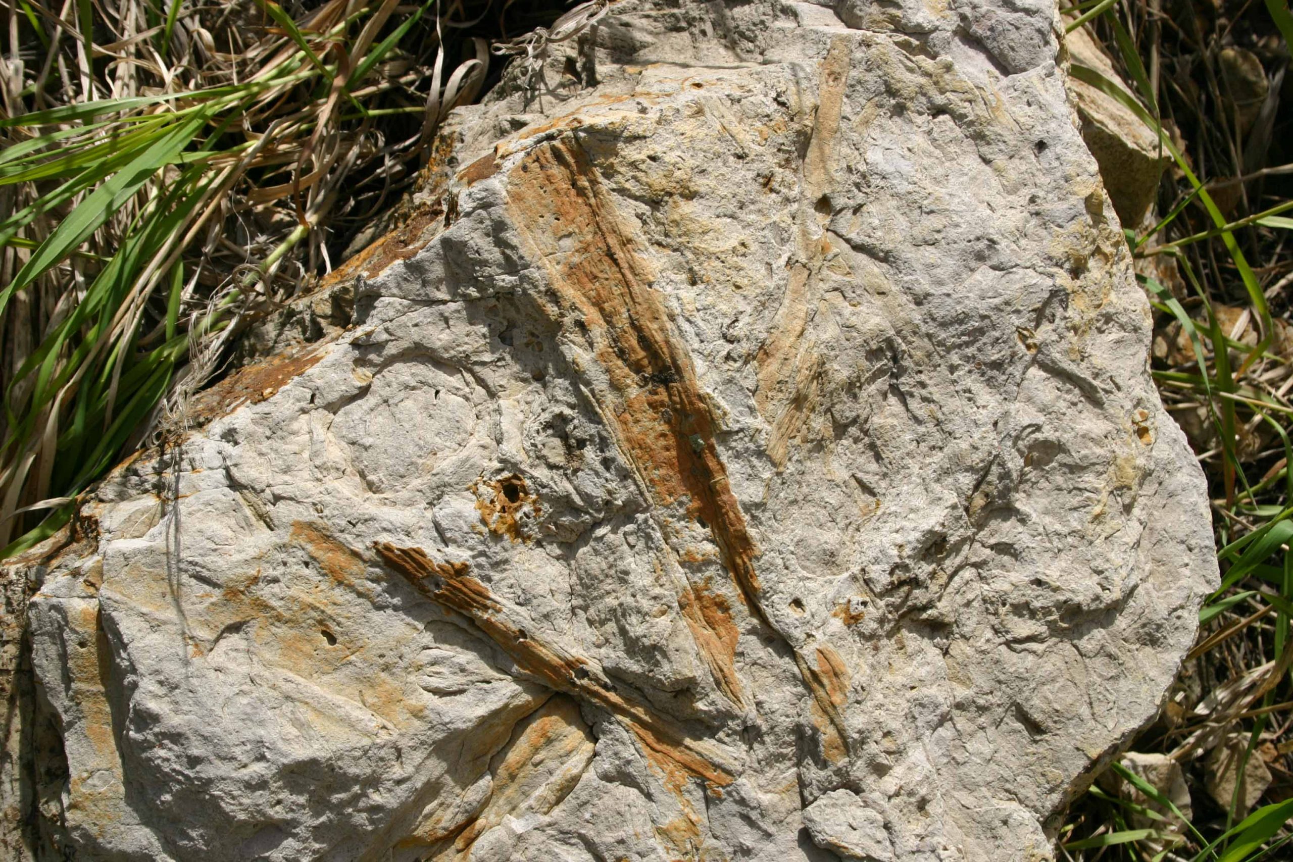 Fossil Wood Cast