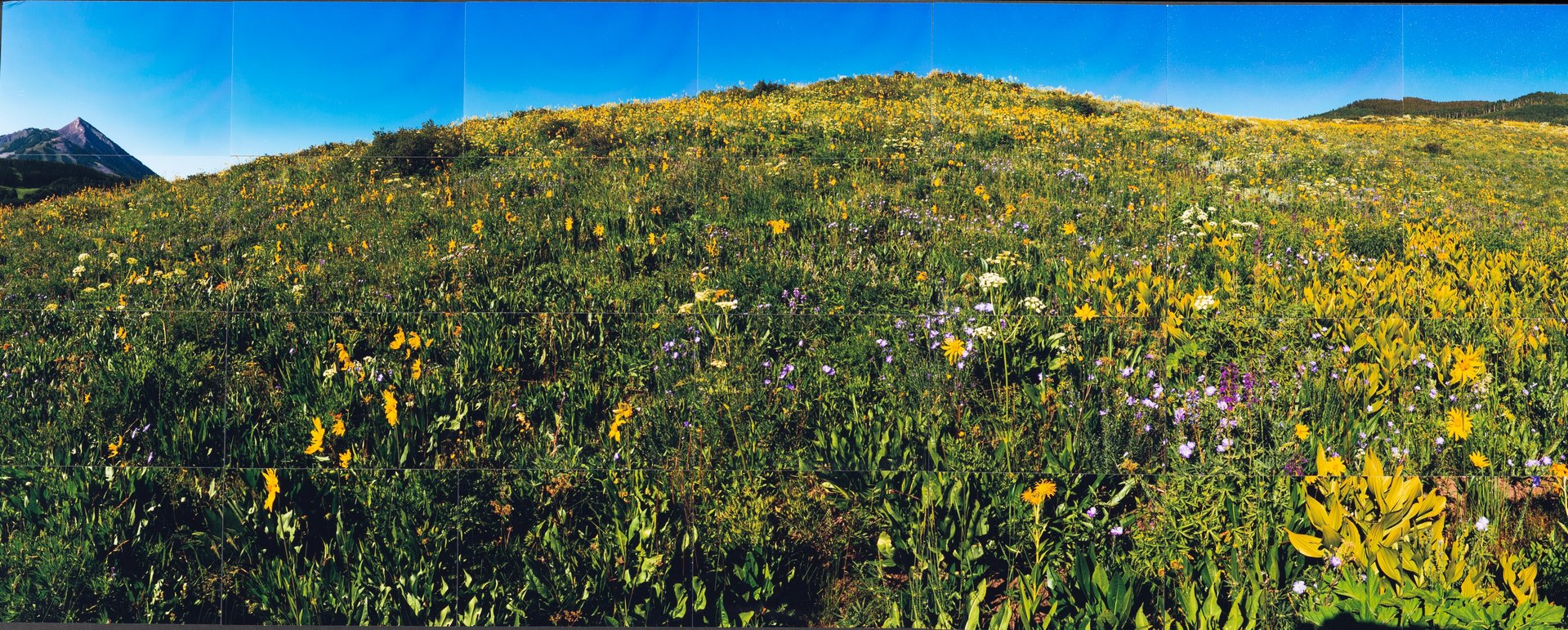 Wildflowers - Crested Butte, CO (2022) - Mutiple Image Photograph