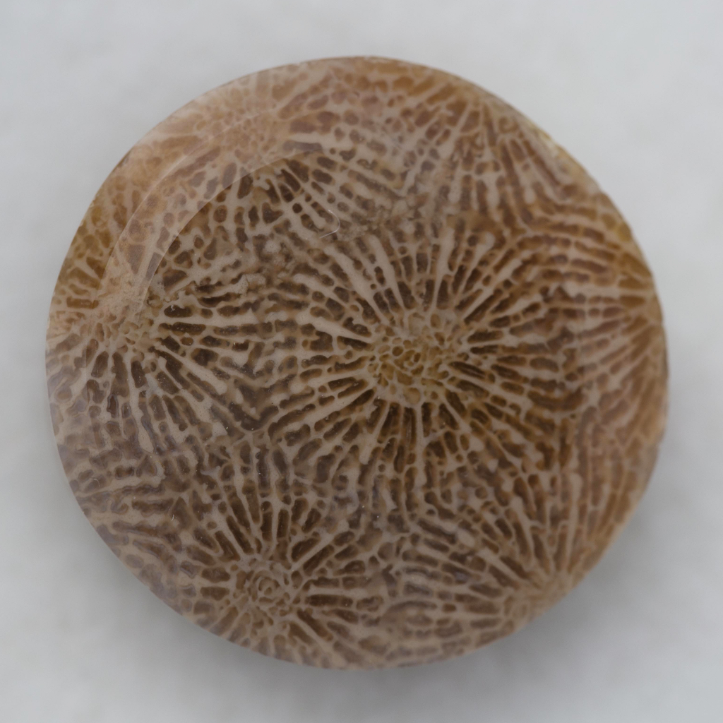 Fossil Coral (Sumatra) - A grounding stone good for bringing about change